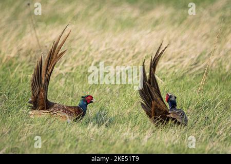 fighting Ring-necked Pheasant Stock Photo