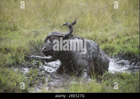 Water Buffalo in the sludge Stock Photo