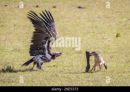 Red Jackal fights with Lappet-faced Vulture Stock Photo