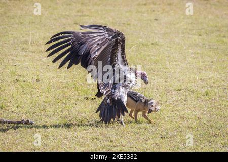 Red Jackal fights with Lappet-faced Vulture Stock Photo