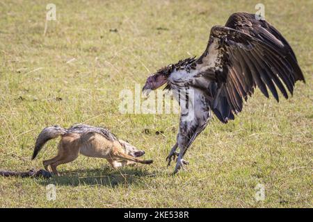 Red Jackal fights with Lappet-faced Vulture Stock Photo