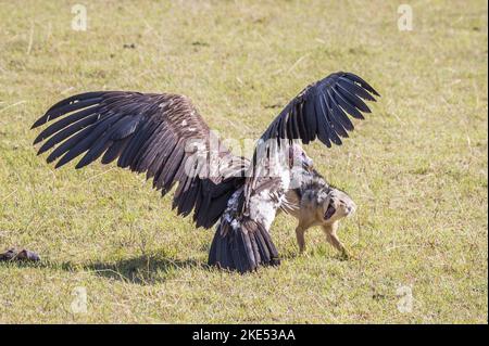 Red Jackal fights with Lappet-faced Vulture Stock Photo