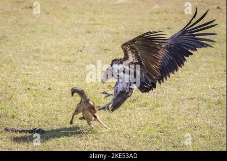 Red Jackal fights with Lappet-faced Vulture Stock Photo