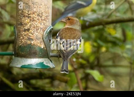 chaffinch taken 09/11/2022 Stock Photo