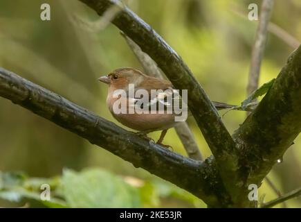 chaffinch taken 09/11/2022 Stock Photo