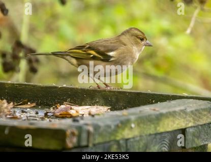 chaffinch taken 09/11/2022 Stock Photo