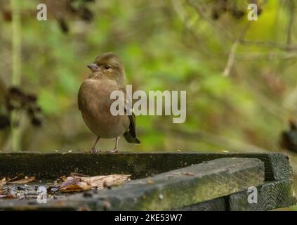 chaffinch taken 09/11/2022 Stock Photo