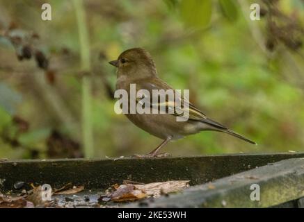 chaffinch taken 09/11/2022 Stock Photo