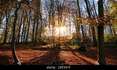 Panoramic view into german beech tree wood in autumn colors with backlight from bright evening sun, lens flare effect, Germany - Suchtelner Hohen Stock Photo