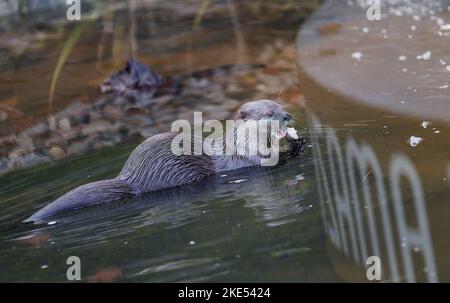 London, UK. 9th Nov, 2022. This photo taken on Nov. 9, 2022 shows an otter at London Wetland Centre in London, Britain. Credit: Li Ying/Xinhua/Alamy Live News Stock Photo