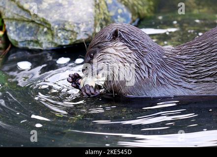 London, UK. 9th Nov, 2022. This photo taken on Nov. 9, 2022 shows an otter at London Wetland Centre in London, Britain. Credit: Li Ying/Xinhua/Alamy Live News Stock Photo