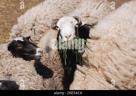 Black and white sheep eat green grass. A herd of animals on a sunny day on the street. Soft fluffy wool. Agrarian economy and eco-industry. Soft selective focus Stock Photo