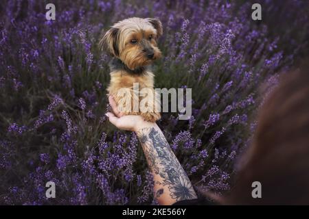 Yorkshire Terrier in summer Stock Photo