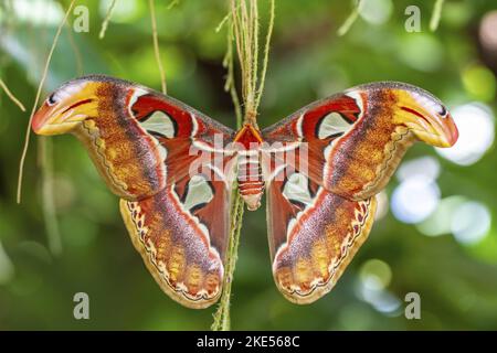 Atlas moth Stock Photo