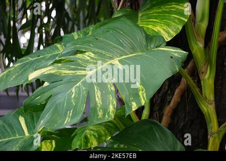 Epipremnum aureum (Also called golden pothos, Ceylon creeper, hunter's  robe, sirih gading) on the tree. The plant is listed as toxic to cats and  dogs Stock Photo - Alamy