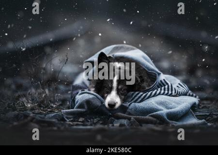 Miniature Australian Shepherd in winter Stock Photo