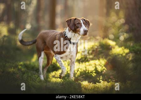 mongrel in the forrest Stock Photo