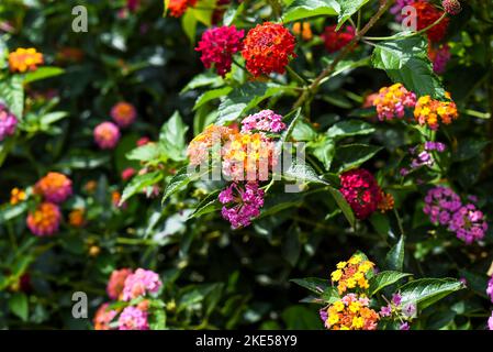 Lantana camara multicolor (common lantana) flowers growing in Da Lat Vietnam Stock Photo