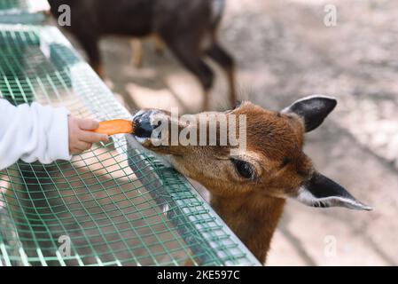 Vietnamese sika deer (Cervus nippon pseudaxis) also known as the indochinese sika deer eating carrot from child hand Stock Photo