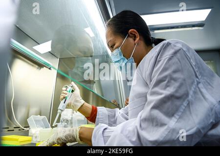 Xingye, China's Guangxi Zhuang Autonomous Region. 10th Nov, 2022. A technician tests crop samples at a laboratory in Xingye County, south China's Guangxi Zhuang Autonomous Region, Nov. 10, 2022. Grassroots technicians have been dispatched in the county to apply agricultural technology, boosting rural revitalization. Credit: Cao Yiming/Xinhua/Alamy Live News Stock Photo