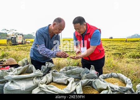 Xingye, China's Guangxi Zhuang Autonomous Region. 10th Nov, 2022. A technician (R) checks the quality of rice in Fengshan Village of Xingye County, south China's Guangxi Zhuang Autonomous Region, Nov. 10, 2022. Grassroots technicians have been dispatched in the county to apply agricultural technology, boosting rural revitalization. Credit: Cao Yiming/Xinhua/Alamy Live News Stock Photo