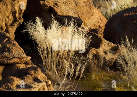 Golden light shines on a beautiful grass bush, tuft, which is surrounded by orange rocks. Damaraland, Namibia, Africa Stock Photo