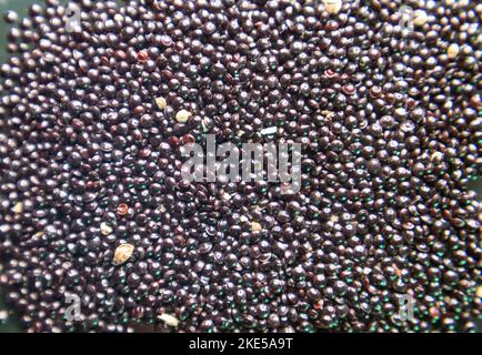 Seeds of Stem Amaranth, Data Denga Dughi Callaloo Spinach Stock Photo