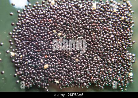 Seeds of Stem Amaranth, Data Denga Dughi Callaloo Spinach Stock Photo