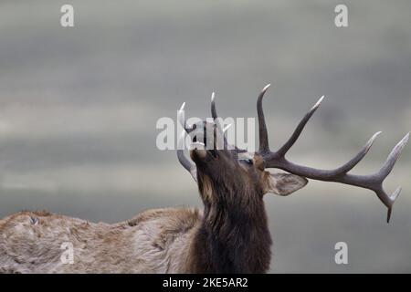Adult male elkn near Roosevelt Arch in Gardiner, Montana, lifts head and calls during autumn rut in close up portrait with copy space in grey bokeh ab Stock Photo