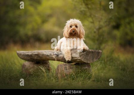 Cockerpoo in summer Stock Photo