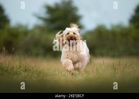 Cockerpoo in summer Stock Photo
