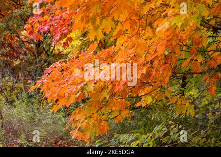 Sugar Maple (Acer saccharum), Tree Leaves In Fall Autumn Colours Of Orange And Red Growing In Ontario Canada Stock Photo