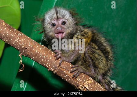 common marmoset Stock Photo