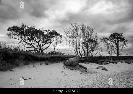 Black and white image of coastal erosion at Benacre, Suffolk, England, United Kingdom Stock Photo