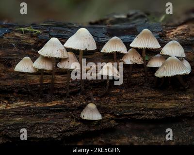 Angel's Bonnet Fungi on Dead Wood Stock Photo