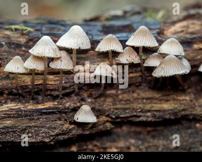 Angel's Bonnet Fungi on Dead Wood Stock Photo