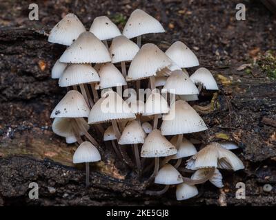 Angel's Bonnet Fungi on Dead Wood Stock Photo