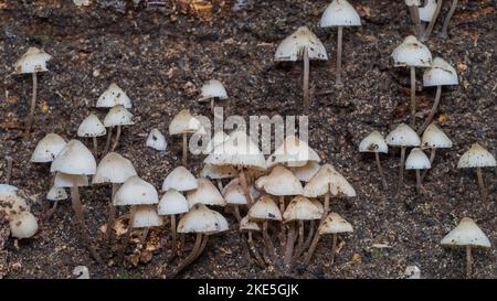 Angel's Bonnet Fungi on Dead Wood Stock Photo