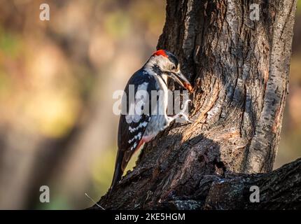 Great spotted woodpecker feeding on tree Stock Photo