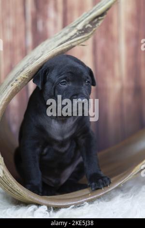 Thai Ridgeback Puppy Stock Photo