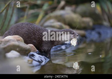 Asian small-clawed otter Stock Photo