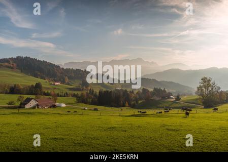 Appenzellerland with view towards Alpstein and Saentis summit, meadows with cows in foreground. Canton Appenzell Innerrhoden, Switzerland