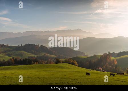 Appenzellerland with view towards Alpstein and Saentis summit, meadows with cows in foreground. Canton Appenzell Innerrhoden, Switzerland