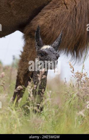 llama Stock Photo