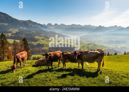Cows grazing on a meadow in the Swiss alps, view to the Churfirsten, Toggenburg, Canton St. Gallen, Switzerland Stock Photo