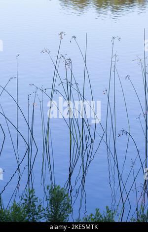 Teichsimse, Gewöhnliche Teichsimse, Gewöhnliche Teichbinse, Teichbinse ...