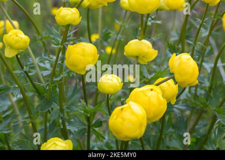 Europäische Trollblume, Troll-Blume, Trollius europaeus, European Globeflower, Globeflower, Globe Flower, Trolle d´Europe Stock Photo