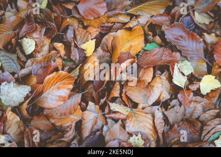 Oak Leaves on the ground, Nice autumn colors. Stock Photo