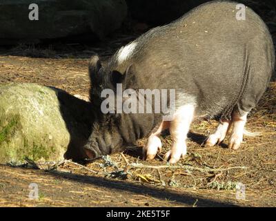 A closeup shot of a mini black pig eating straw on a farm Stock Photo