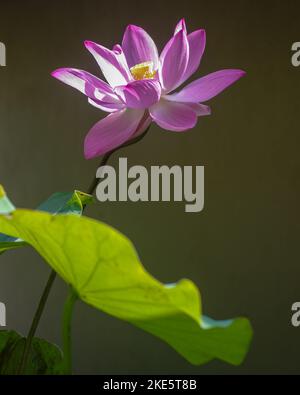 Closeup view of bright pink lotus nelumbo nucifera flower and green leaf on dark background Stock Photo